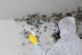 Best Crawl Space Mold Remediation in Drexel, OH